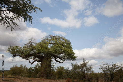 Affenbrotbaum / Baobab / Adansonia Digitata