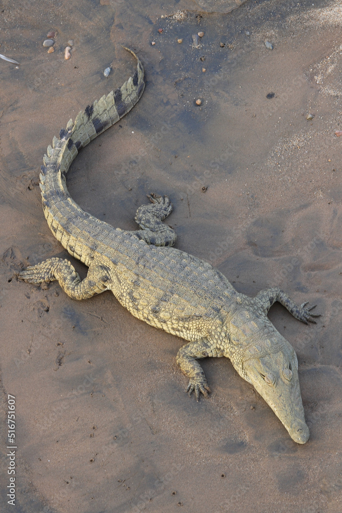 Nilkrokodil / Nile Crocodile / Crocodylus Niloticus Nilkrokodil / Nile Crocodile / Crocodylus Niloticus