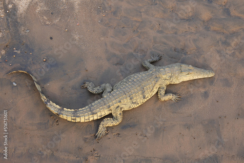 Nilkrokodil   Nile Crocodile   Crocodylus Niloticus