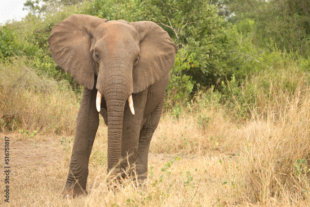 Afrikanischer Elefant / African elephant / Loxodonta africana Afrikanischer Elefant / African elephant / Loxodonta africana