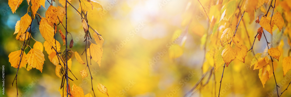 Autumn background of yellow birch leaves on a tree in sunny weather Autumn background of yellow birch leaves on a tree in sunny weather