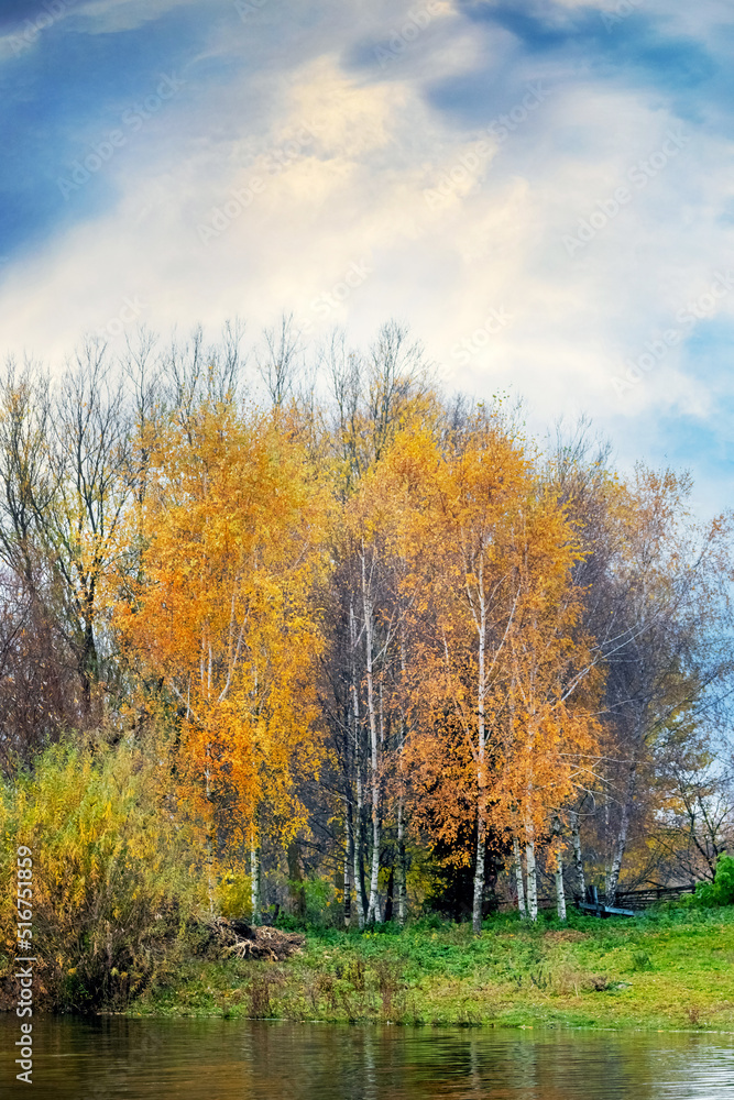 Autumn landscape with yellow birch trees near the river and a picturesque sky, the trees are reflected in the water of the river