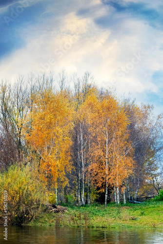 Autumn landscape with yellow birch trees near the river and a picturesque sky, the trees are reflected in the water of the river