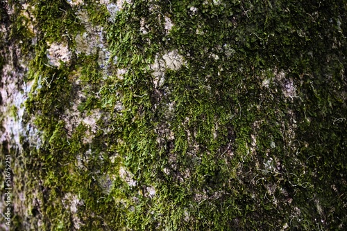 Texture view of gray tree bark surface with green moss and lichen on it.