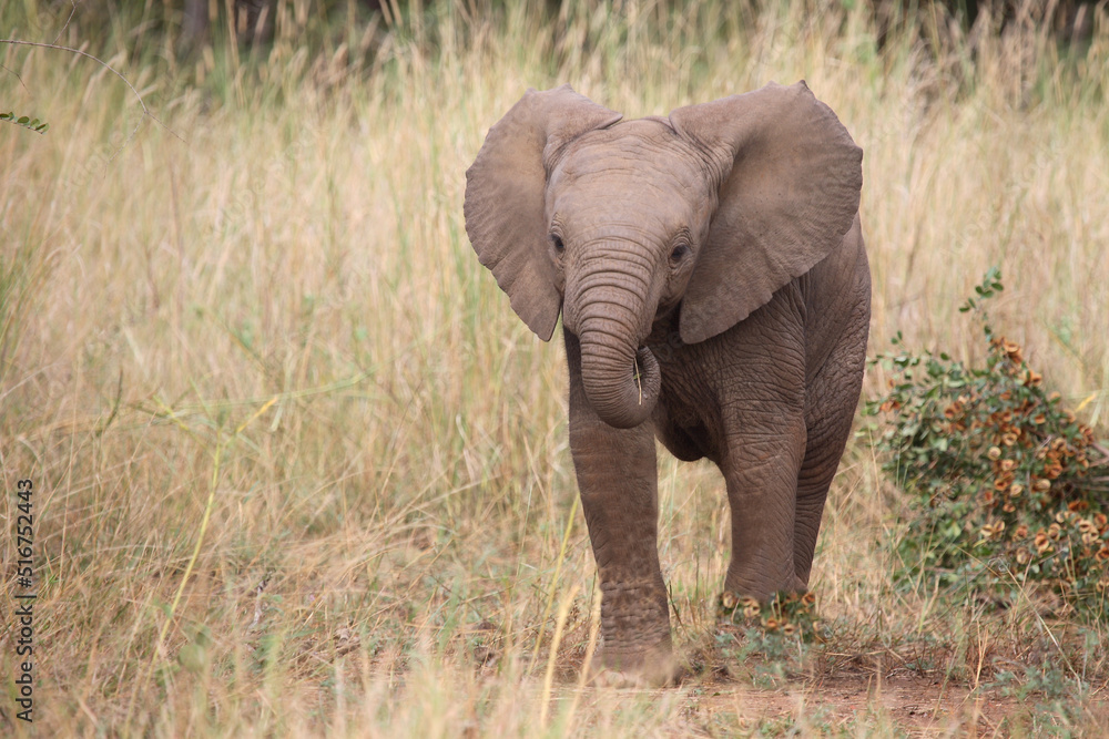 Fototapeta premium Afrikanischer Elefant / African elephant / Loxodonta africana