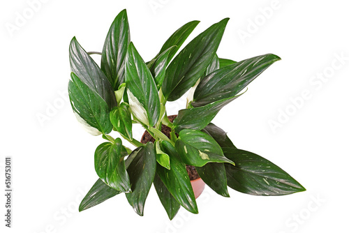 Exotic 'Monstera Standleyana' houseplant with white variegated leaves in pot on white background photo