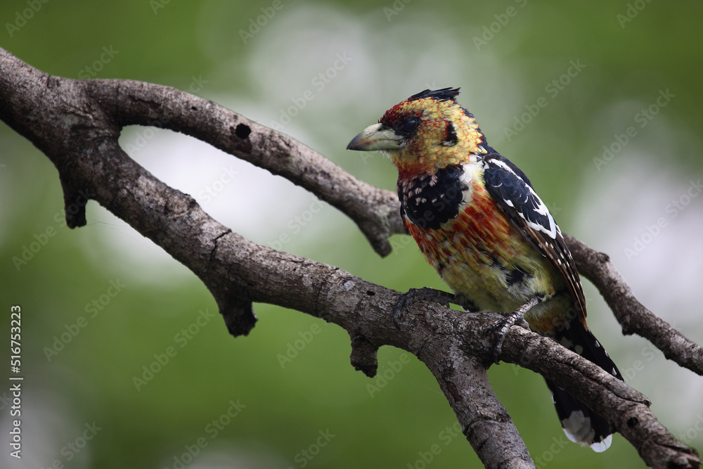Haubenbartvogel oder Schwarzrücken-Bartvogel / Crested barbet / Trachyphonus vaillantii Haubenbartvogel oder Schwarzrücken-Bartvogel / Crested barbet / Trachyphonus vaillantii
