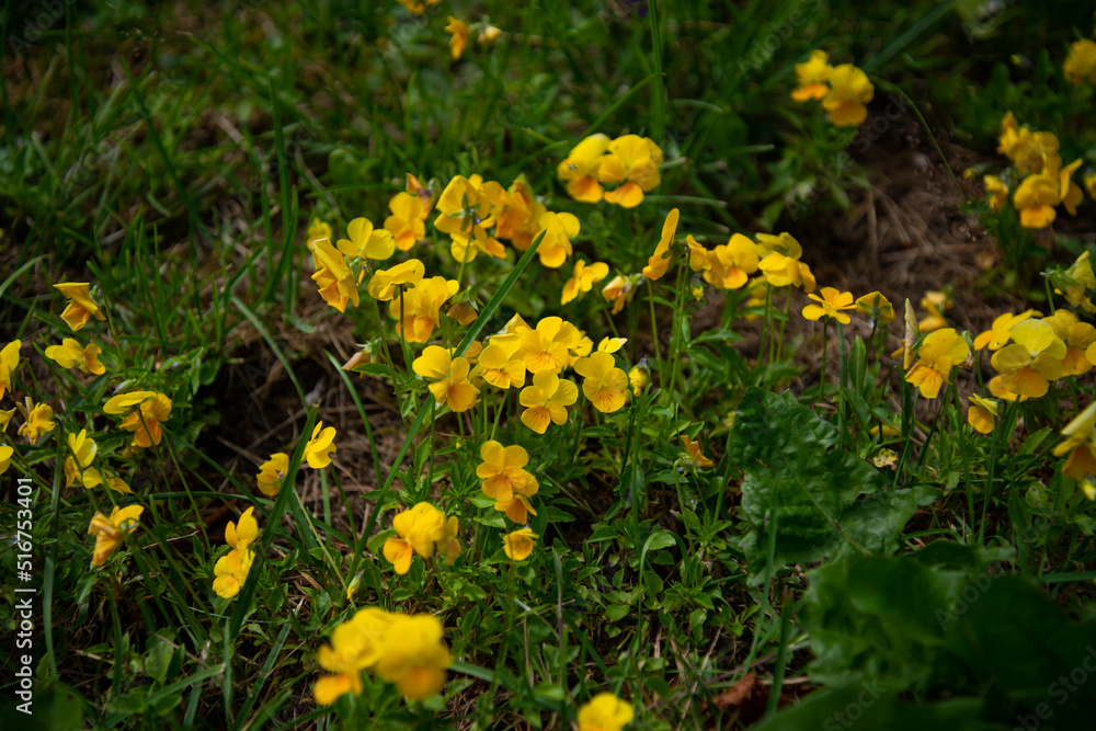 Obraz premium Closeup of yellow Cosmos flower on blurred green background under sunlight with copy space using as background natural flora landscape, ecology cover page concept.