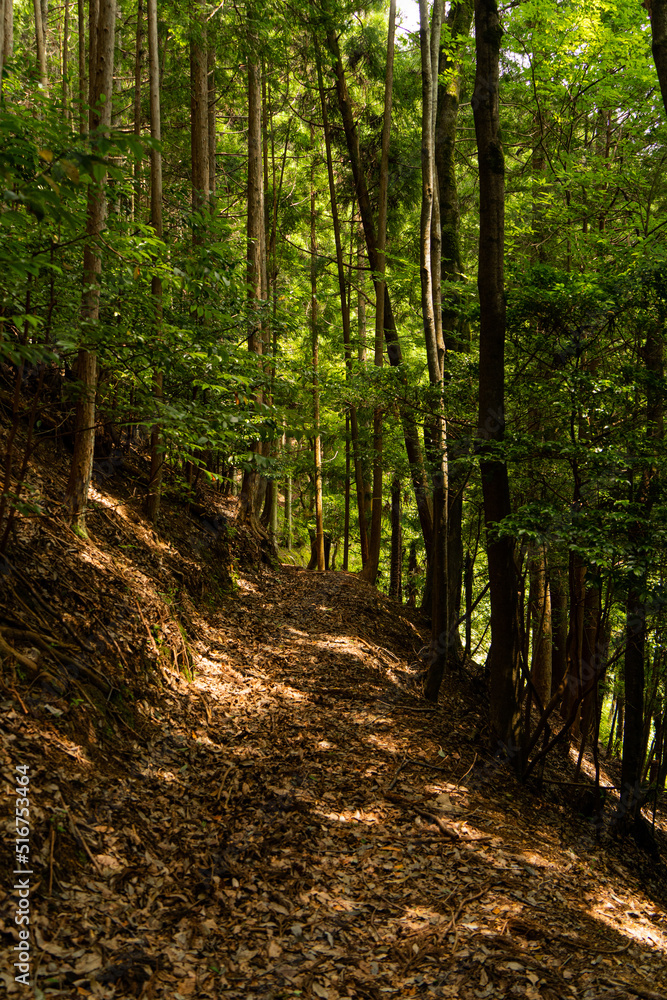 Fototapeta premium 山中へ続く林道