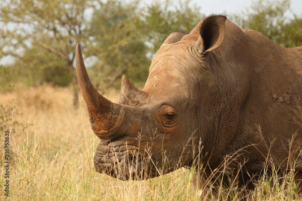 Breitmaulnashorn / Square-lipped Rhinoceros / Ceratotherium Simum Breitmaulnashorn / Square-lipped Rhinoceros / Ceratotherium Simum