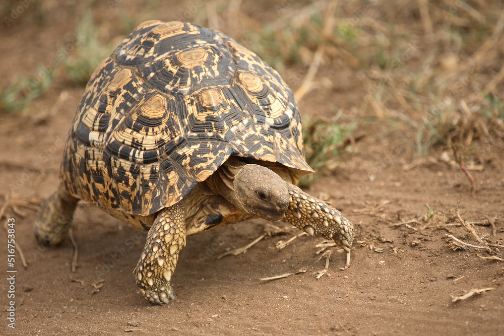 Leopardenschildkröte / Leopard Tortoise / Geochelone pardalis Leopardenschildkröte / Leopard Tortoise / Geochelone pardalis