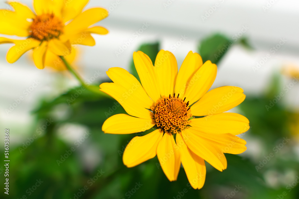 Obraz premium Yellow flowers in a summer flower bed
