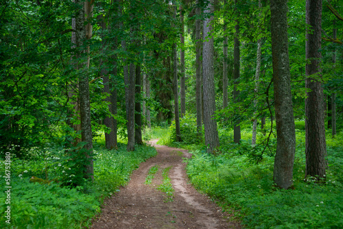 narrow tourist hiking trail in forest. footpath for nature adventures in to the wild