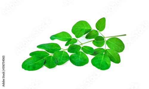 Moringa leaves on a white background.