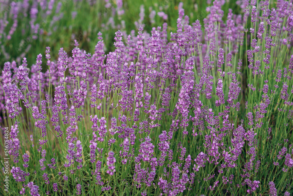 Obraz premium Beautiful Blooming Lavender Flowers. Ukraine. France. România