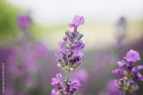 Beautiful Blooming Lavender Flowers. Ukraine. France. Rom  nia