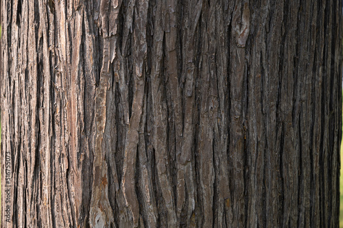 木の樹皮のテクスチャパターン（サワラ）