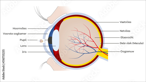 Oog