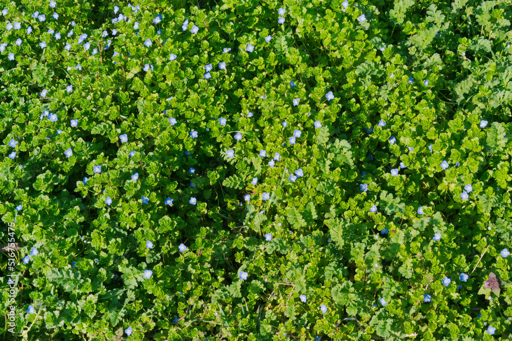 Obraz premium Green grass with tiny blue flowers background, natural green lawn top view. Flatly. Spring. Herbal. Herb. Botany. Flora. Floral. Bloom. Blooming. Blossom. Fresh. Outdoor. Season. Lawn. Many. Freshness