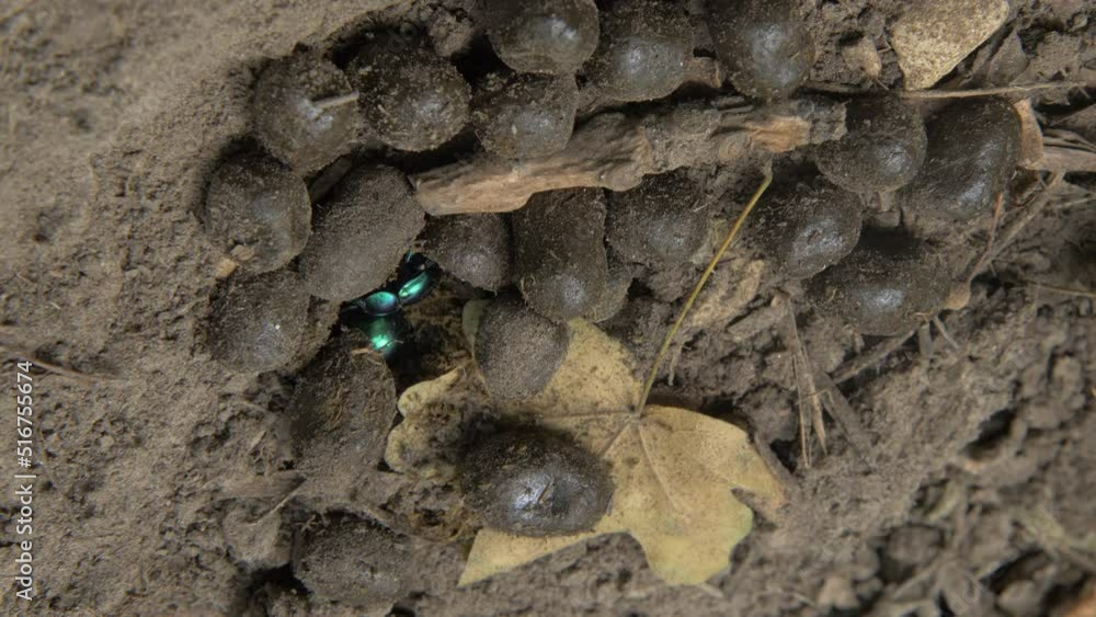 Dung Beetle Geotrupidae Beetles Coleoptera Earth-Boring Dung Beetles Dung Beetle Geotrupidae Beetles Coleoptera Earth-Boring Dung Beetles