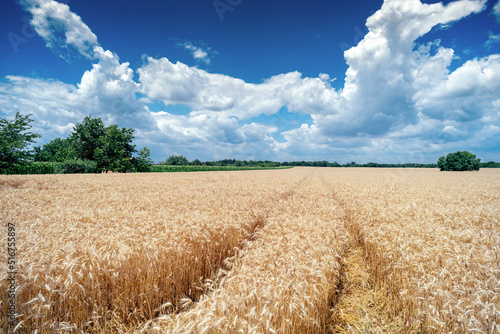 Golden wheat field cloudscape panorama with white clouds on blue sky in summer before harvest