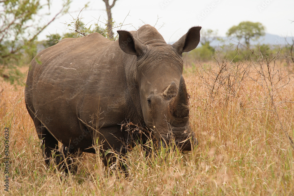 Fototapeta premium Breitmaulnashorn / Square-lipped Rhinoceros / Ceratotherium Simum