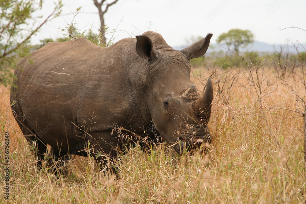 Breitmaulnashorn / Square-lipped Rhinoceros / Ceratotherium Simum Breitmaulnashorn / Square-lipped Rhinoceros / Ceratotherium Simum