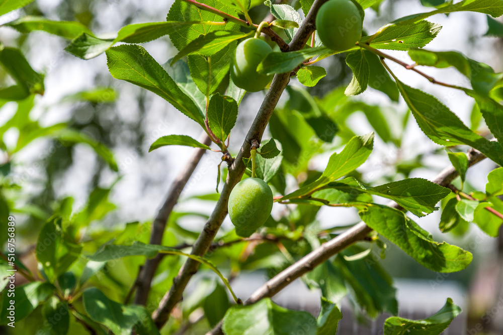 Plum ripens in the garden on a tree