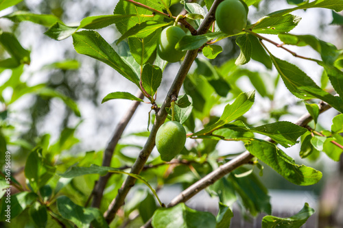 Plum ripens in the garden on a tree