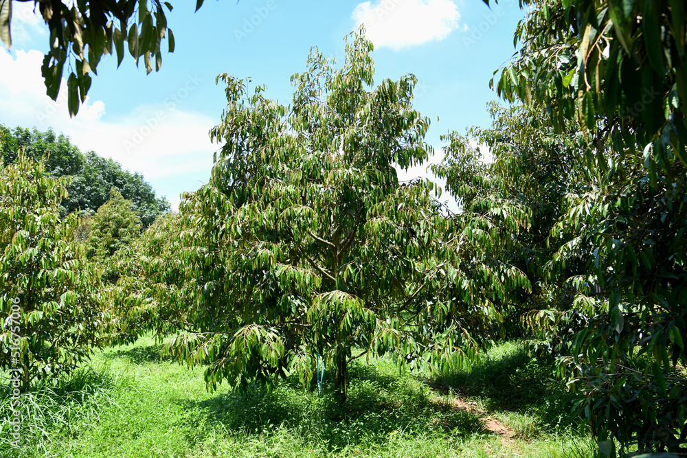 Fototapeta premium durian tree in the garden