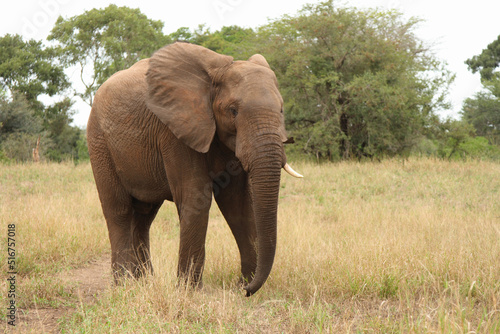 Afrikanischer Elefant / African elephant / Loxodonta africana