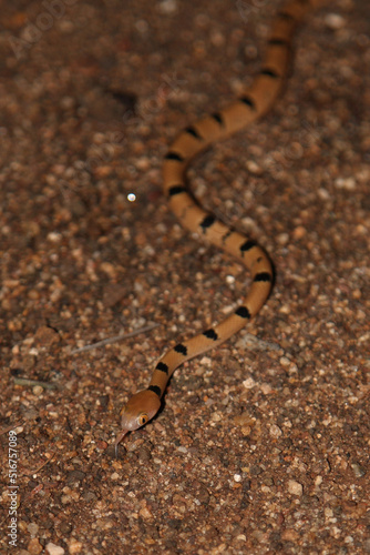 Getigerte Katzennatter / Common tiger snake / Telescopus semiannulatus semiannulatus photo