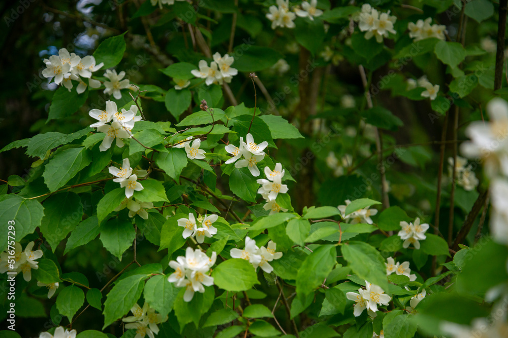 White flowers of Sweet mock-orange (Philadelphus coronarius) in the garden in early summer, close-up White flowers of Sweet mock-orange (Philadelphus coronarius) in the garden in early summer, close-up