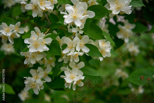 White flowers of Sweet mock-orange (Philadelphus coronarius) in the garden in early summer, close-up