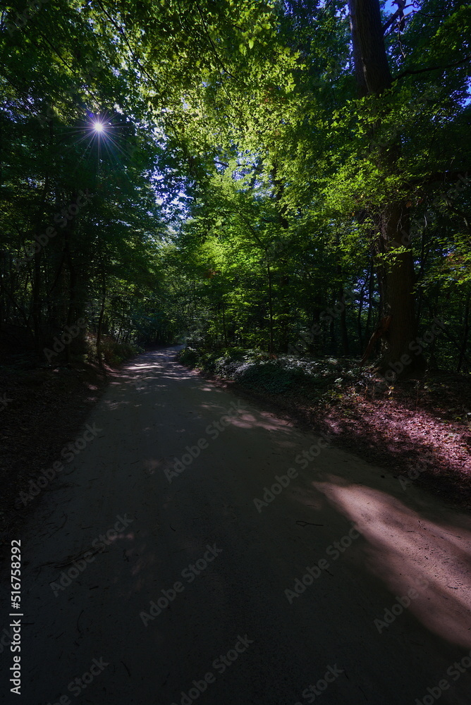 Obraz premium A ground road through the forest in the morning in summer