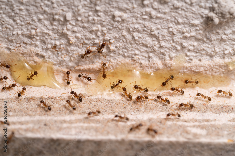 Small Ants looking for food at home. Macro photography. Small Ants looking for food at home. Macro photography.