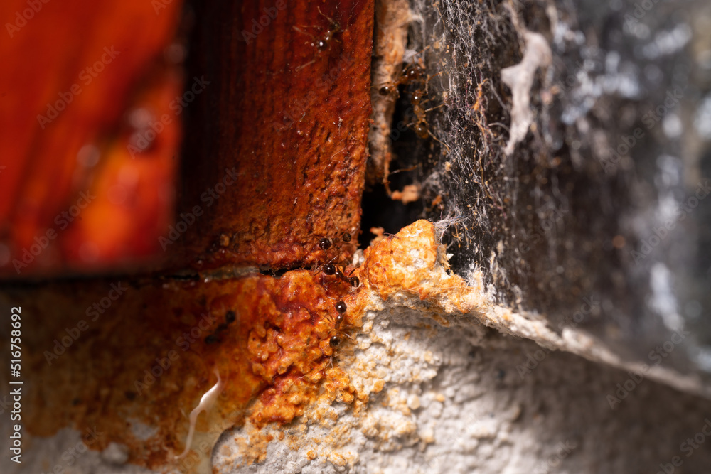Fototapeta premium Small Ants looking for food at home. Macro photography.