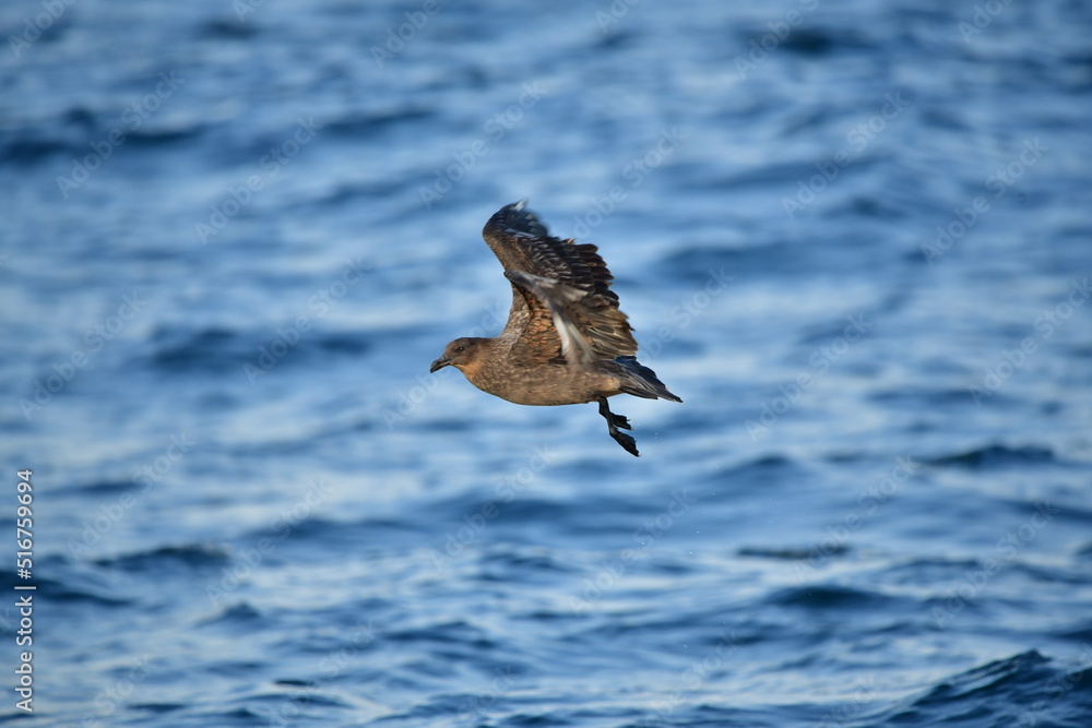Obraz premium Mandrião-chileno
