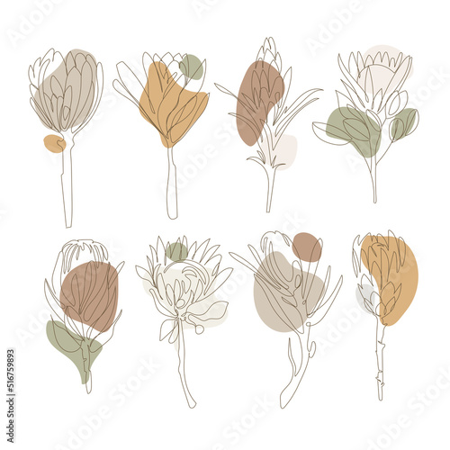 Set of hand drawn protea flowers with abstract organic shapes in natural pastel colors,vector illustration on white background.Exotic African flowers.Botanical rustic trendy set .Boho style