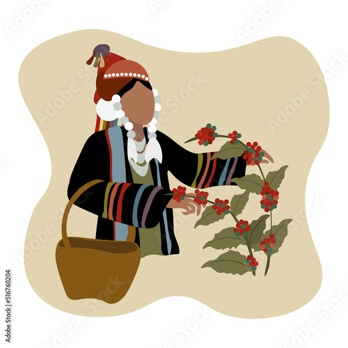 Vector illustration of hill tribe lady in the northern Thailand harvesting coffee plant