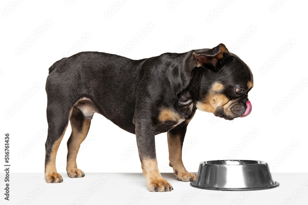 Beloved pet, cute dog eating from bowl isolated over white studio background. Concept of motion, action, pets love, animal life.