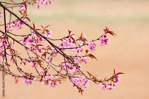 pink cherry blossoms © tanatip