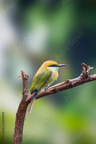 A beautiful green bee-eater (Merops orientalis) bird close up