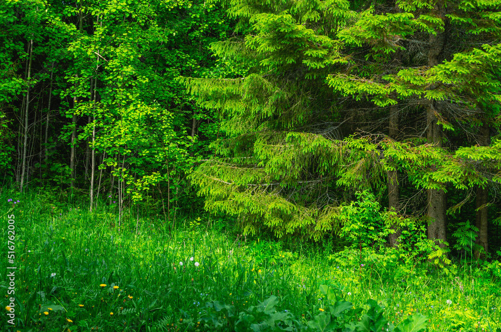 Obraz premium Green spruce in the forest. A genius of coniferous evergreen trees of the Pine family (Pinaceae). Evergreen terrace. Nature in the forest in summer.