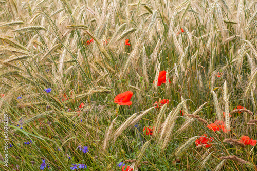 Poppies and cornflowers among the blades of ripe grain on a hot summer day. Summer.