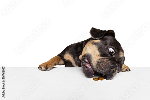 Half-length portrait of nice dog  puppy isolated over white studio background. Concept of motion  action  pets love  animal life  vet.