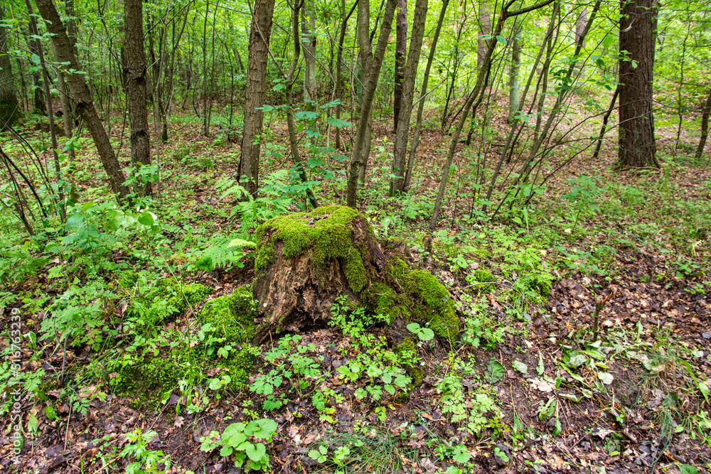 A mossy trunk in a dense old forest in a remote area on a summer day. Summer.