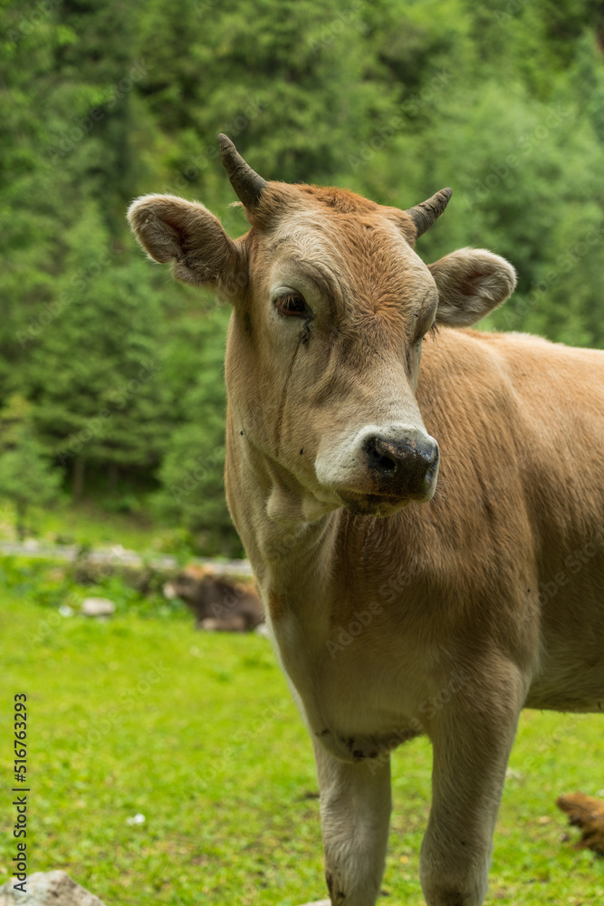 closeup of a cow in a field