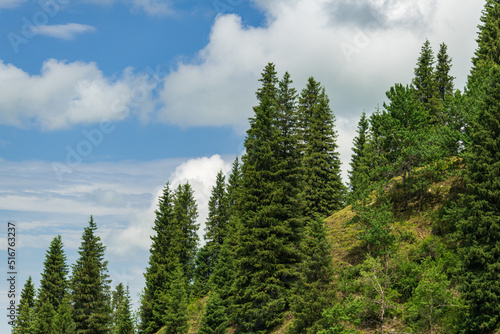 trees in the mountains, clouds and blue sky in background