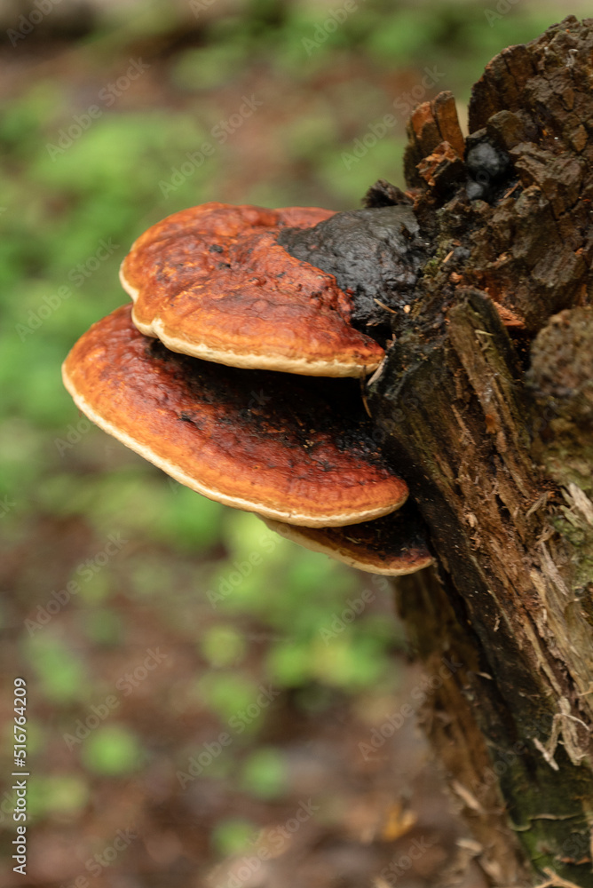 chaga mushroom grows on rotten stump chaga mushroom grows on rotten stump